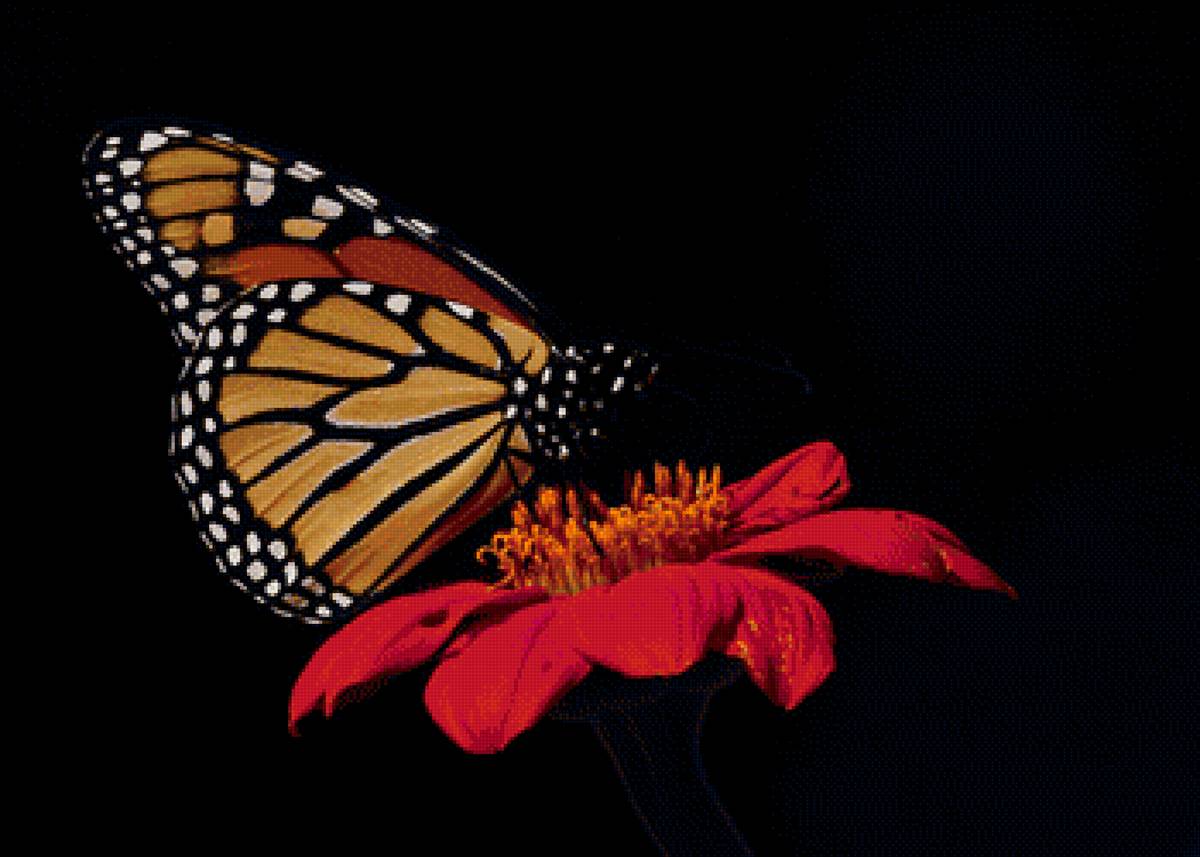 2 - цветы - предпросмотр