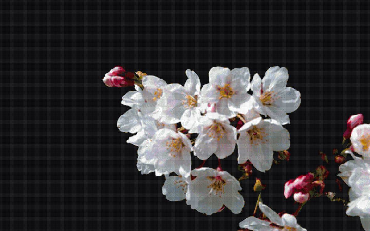 цвет яблони - цветы - предпросмотр