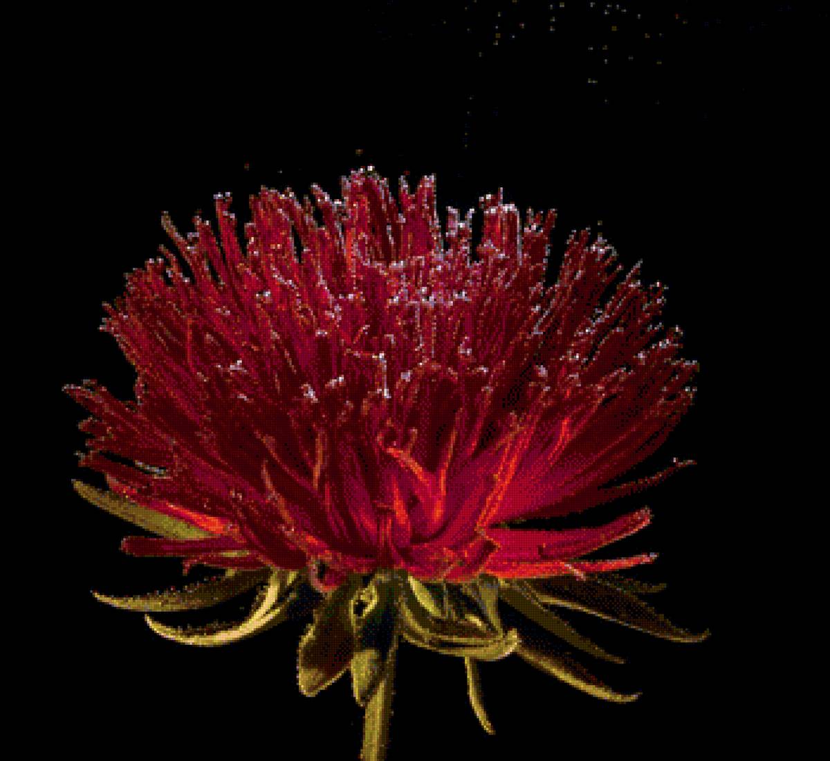 астра - цветы - предпросмотр