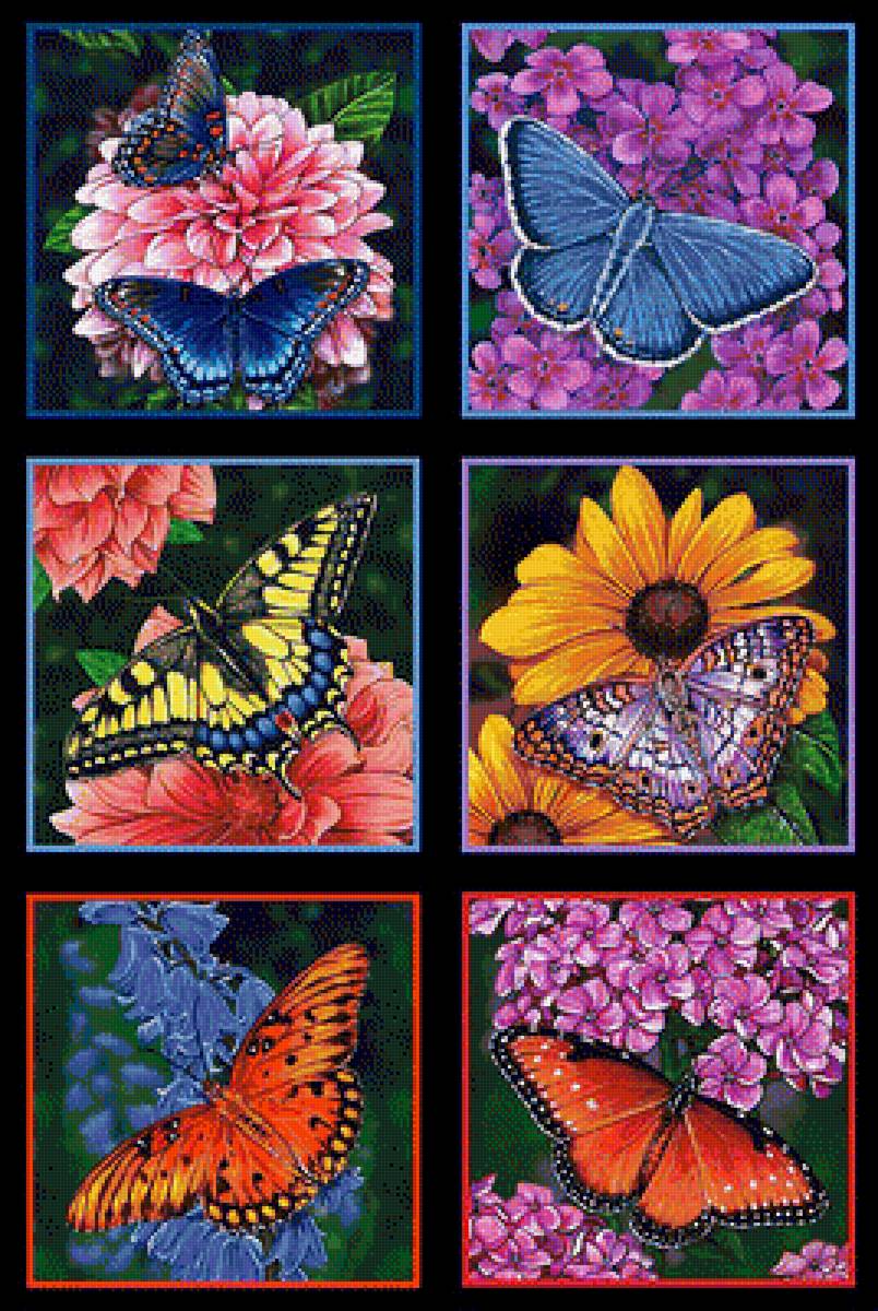 №1339928 - бабочки, цветы - предпросмотр