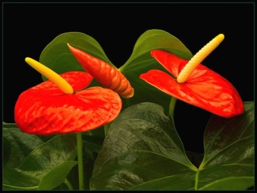 5 - цветы - оригинал