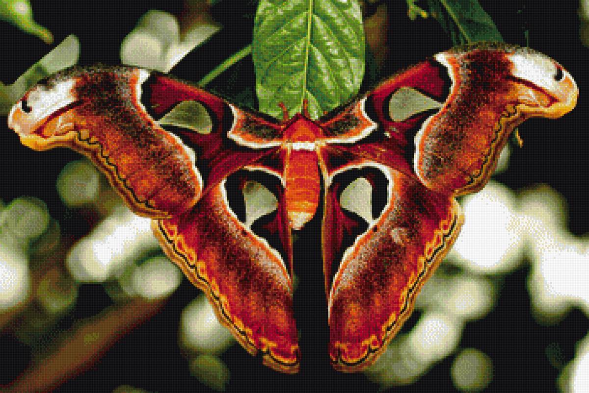 бабочка 2 - бабочки - предпросмотр