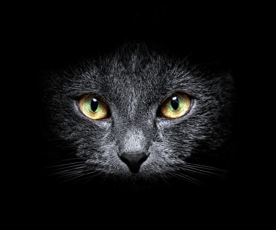 кошка в ночи 2 - кошки - оригинал