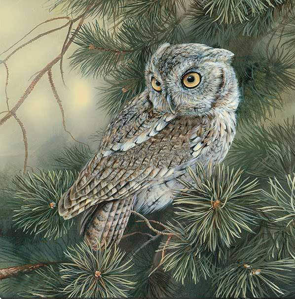 №1341047 - совы, птицы - оригинал