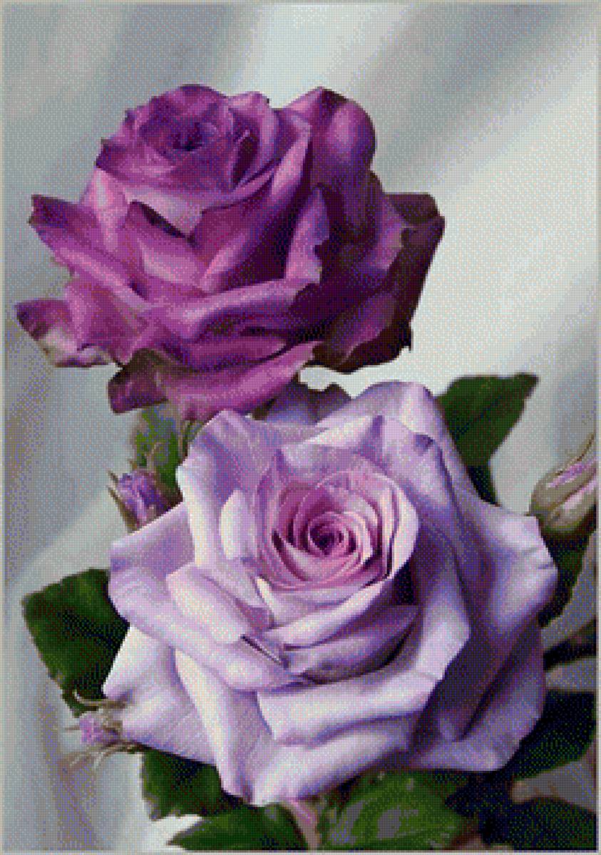 Quynh - hoa hong - предпросмотр