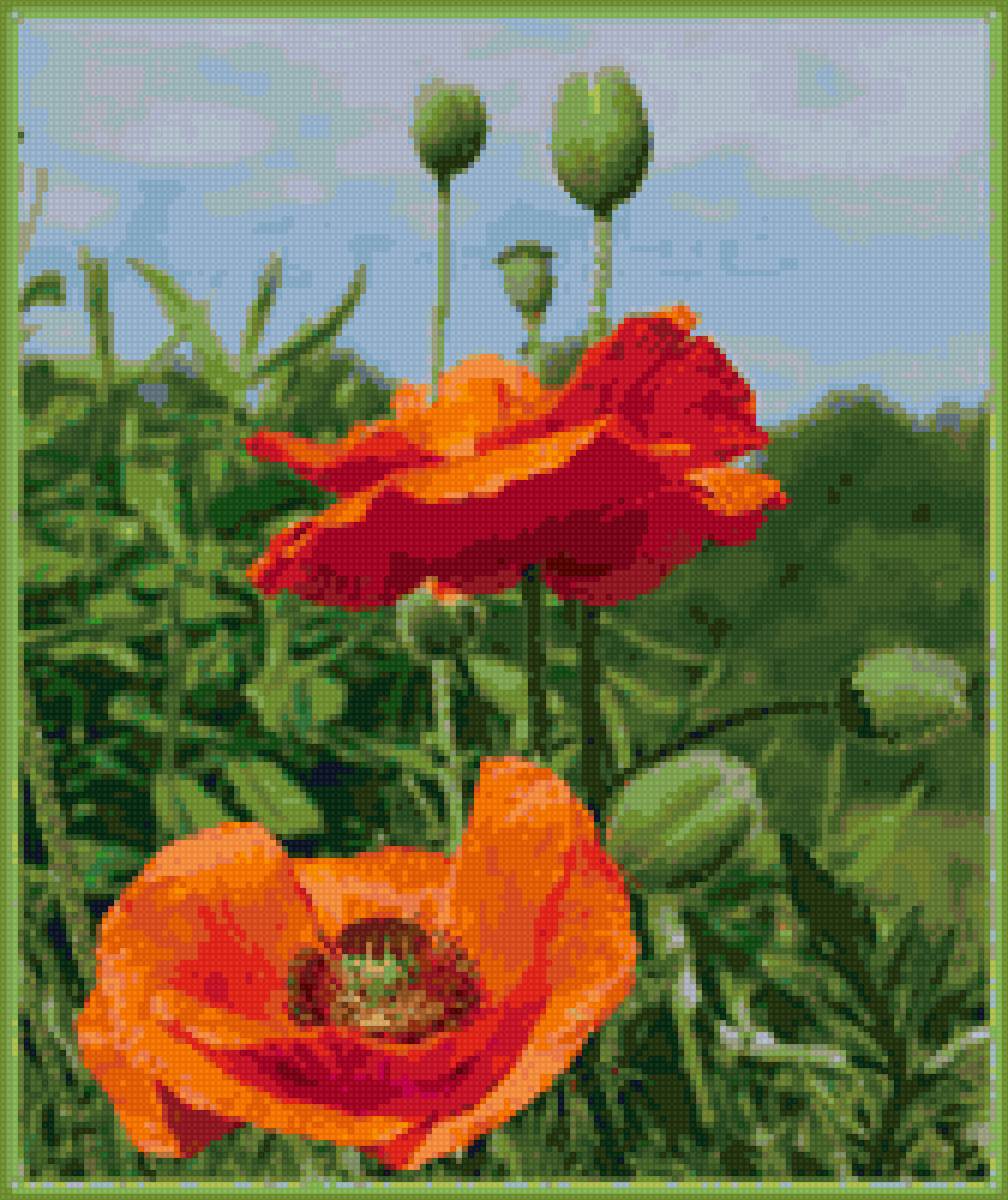 Алые маки - цветы, природа, картина - предпросмотр