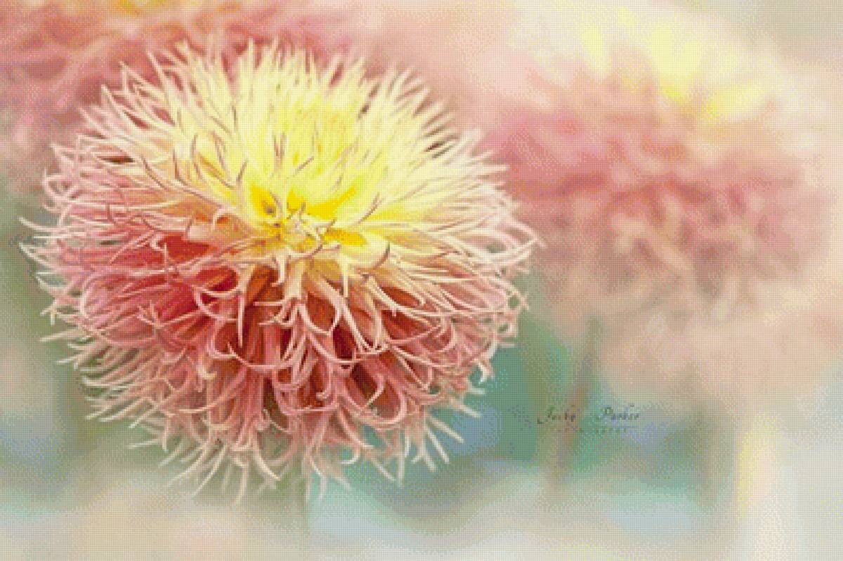 Георгины - цветы, георгины - предпросмотр