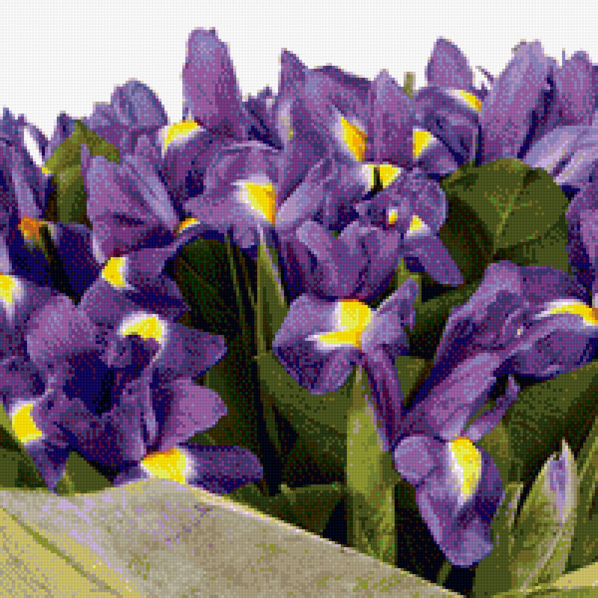 ирисы - предпросмотр