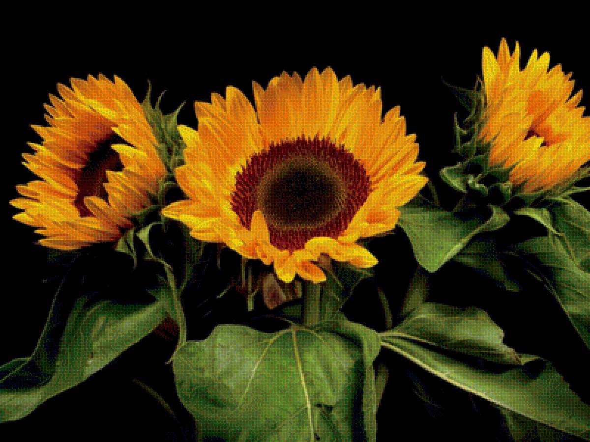 подсолнухи - предпросмотр