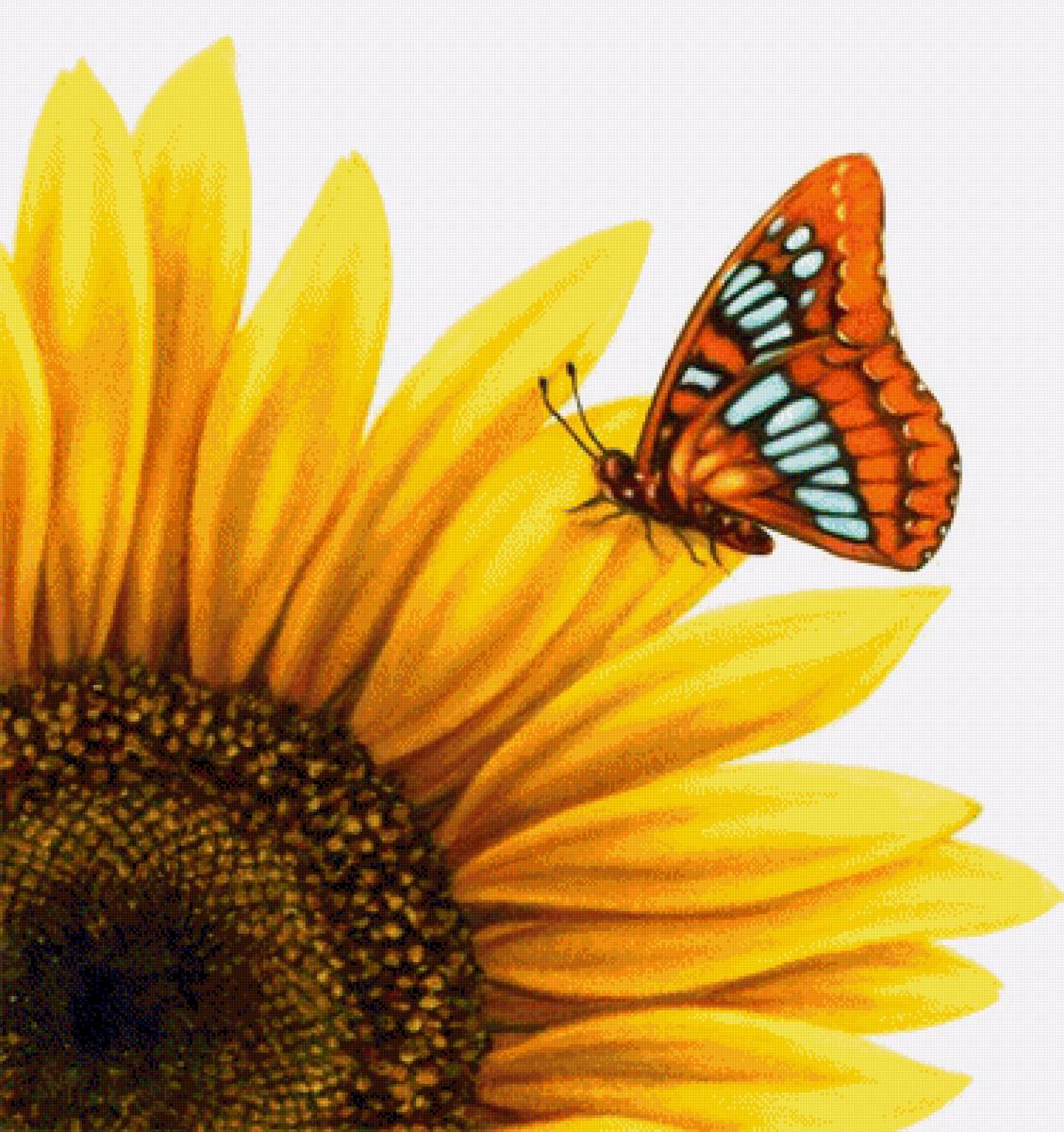 подсолнух - цветы, букет, подсолнухи - предпросмотр