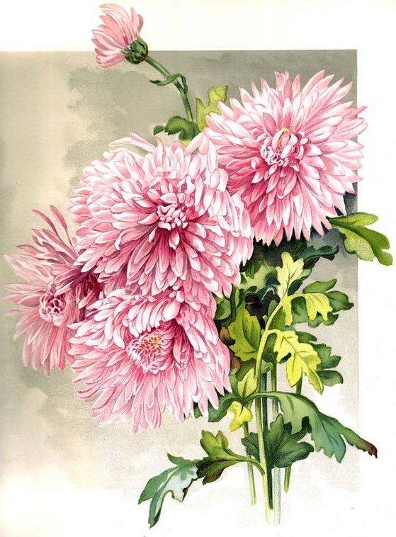 цветы - оригинал