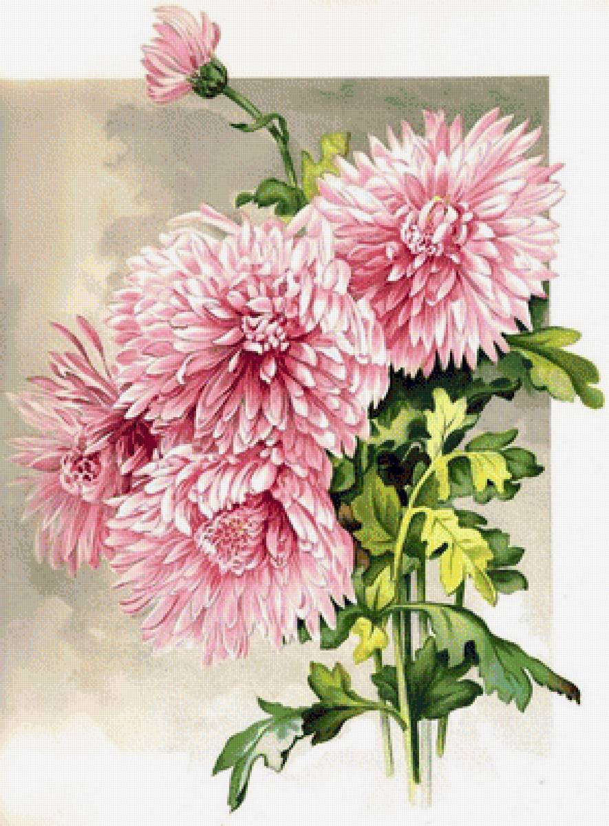 цветы - предпросмотр