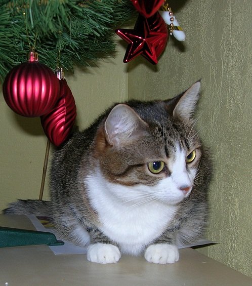 кошка под елкой - новый год, елка, кошка - оригинал