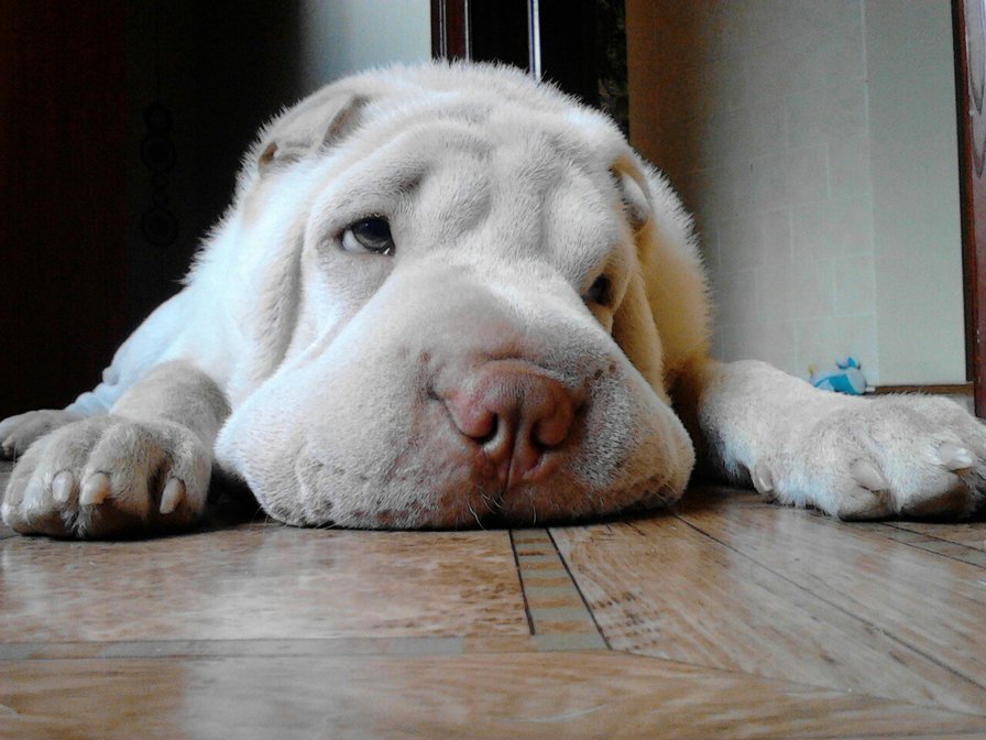 Шар-пей - оригинал