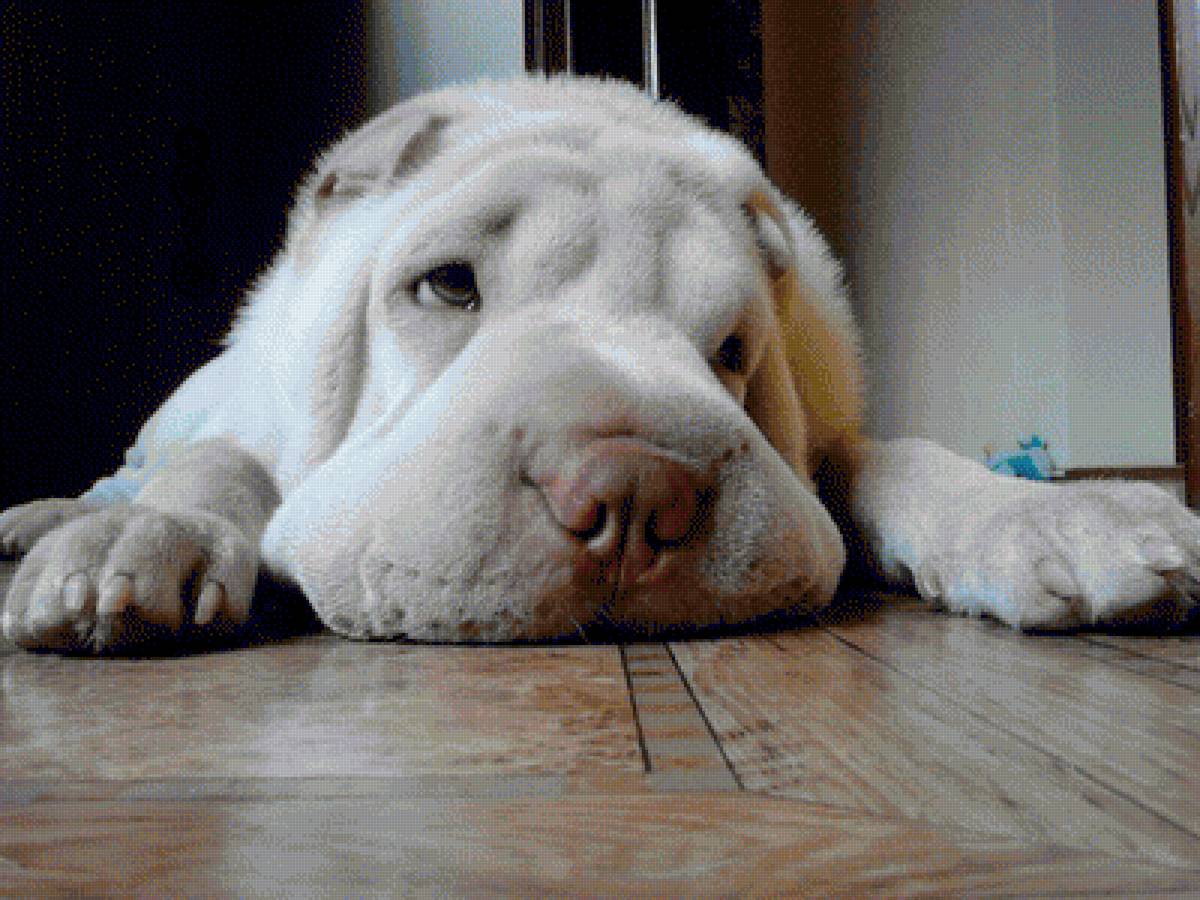 Шар-пей - предпросмотр