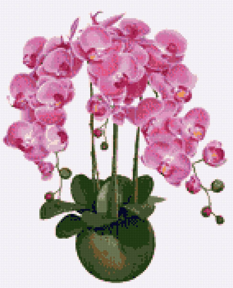 Фаленопсис - крестик, орхидея в горшке, букет, фаленопсис, орхидея - предпросмотр