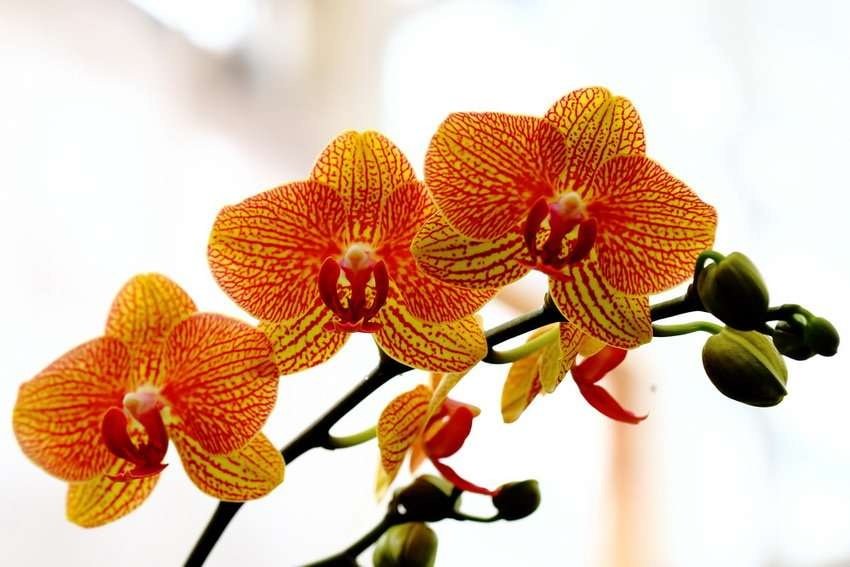 Орхидея - букет, орхидея в горшке, орхидея оранжевая, фаленопсис, крестик - оригинал