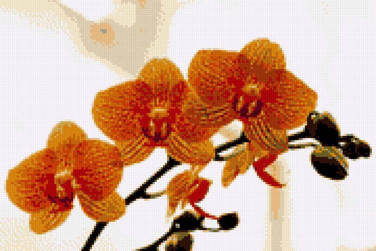Орхидея - фаленопсис, орхидея оранжевая, орхидея в горшке, букет, крестик - предпросмотр