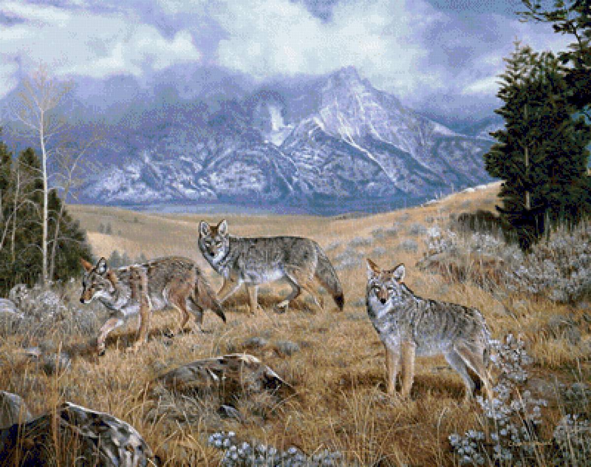 №1346455 - волки, животные - предпросмотр