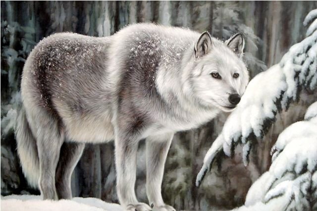 животные - волки, животные, хищники - оригинал