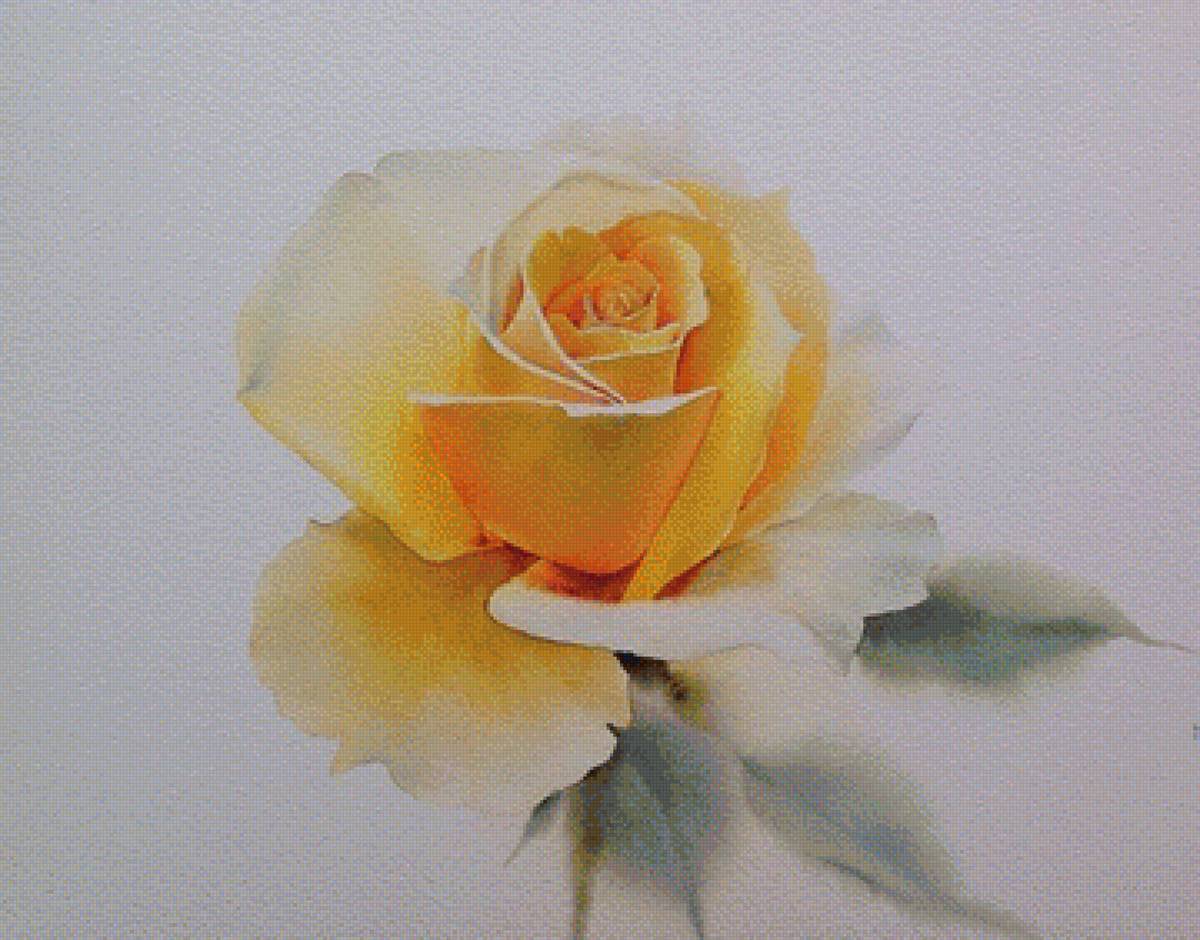 Желтая роза - роза, цветы - предпросмотр