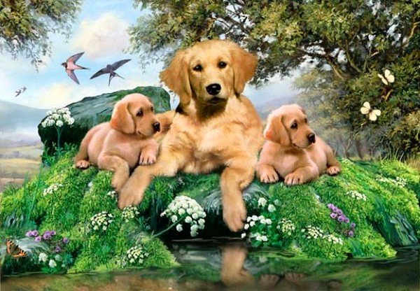 Собаки - природа, животные - оригинал