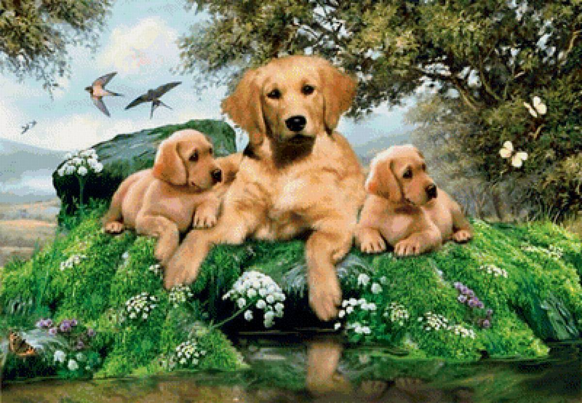 Собаки - природа, животные - предпросмотр