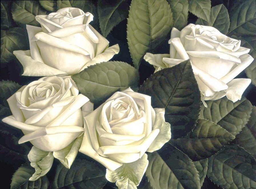 белые розы - цветы - оригинал