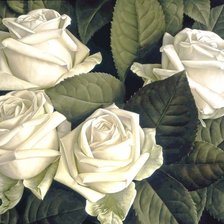 Оригинал схемы вышивки «белые розы» (№1347294)