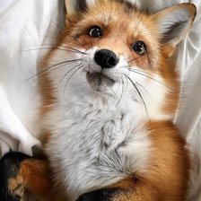 Схема вышивки «Хитрый лис»