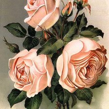 Оригинал схемы вышивки «Розы мечты 2» (№1347610)
