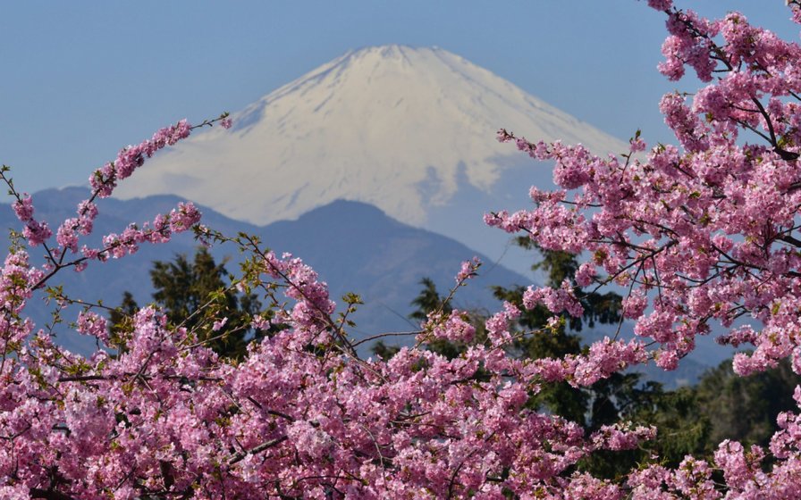 Гора Фудзи - гора фудзи, япония, сакура - оригинал
