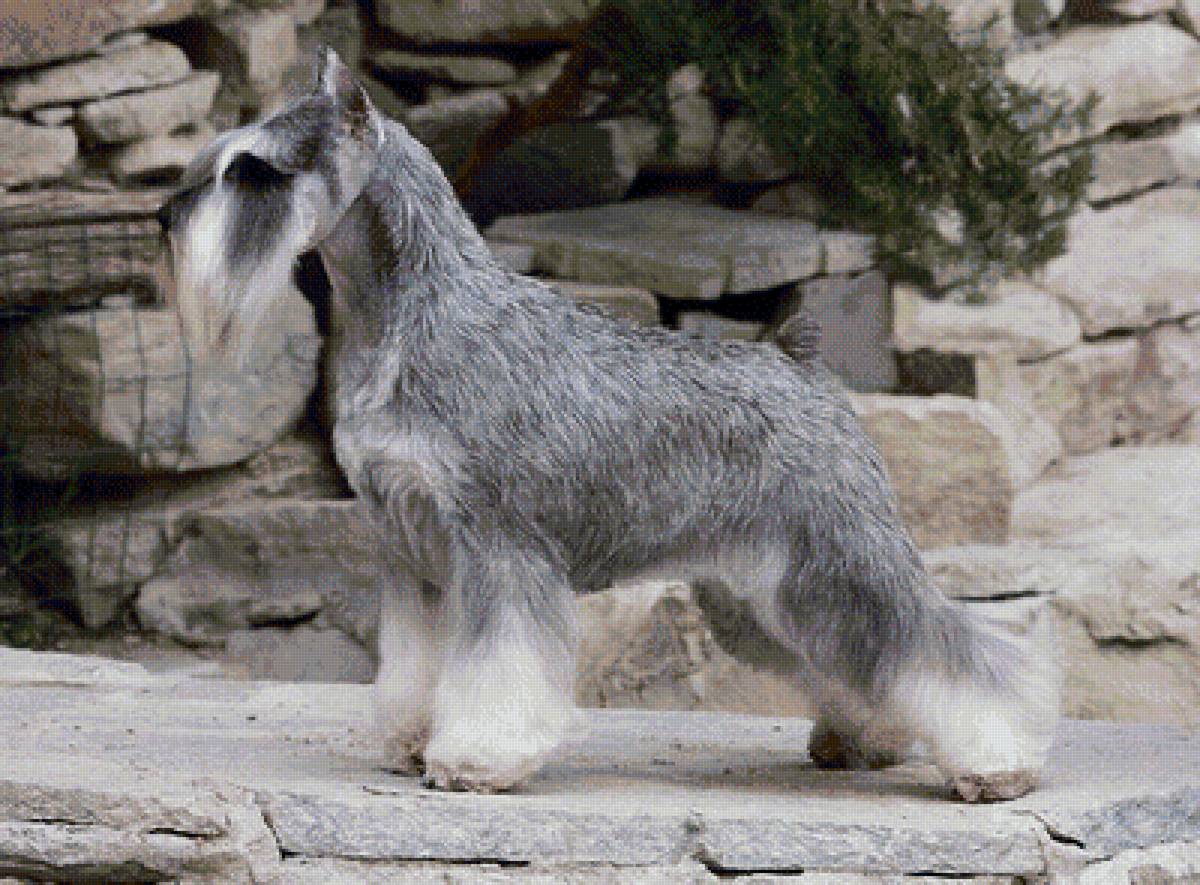 Цвергшнауцер - собака - предпросмотр