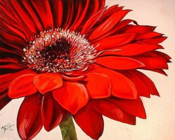герберы - цветы - оригинал