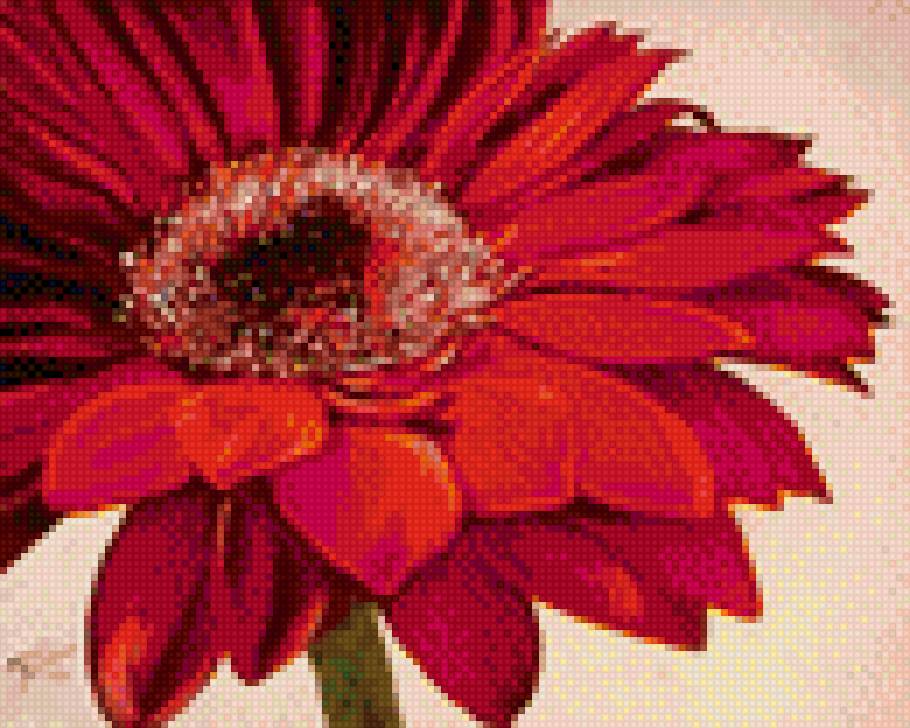 герберы - цветы - предпросмотр