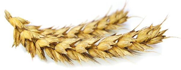 пшеница - оригинал