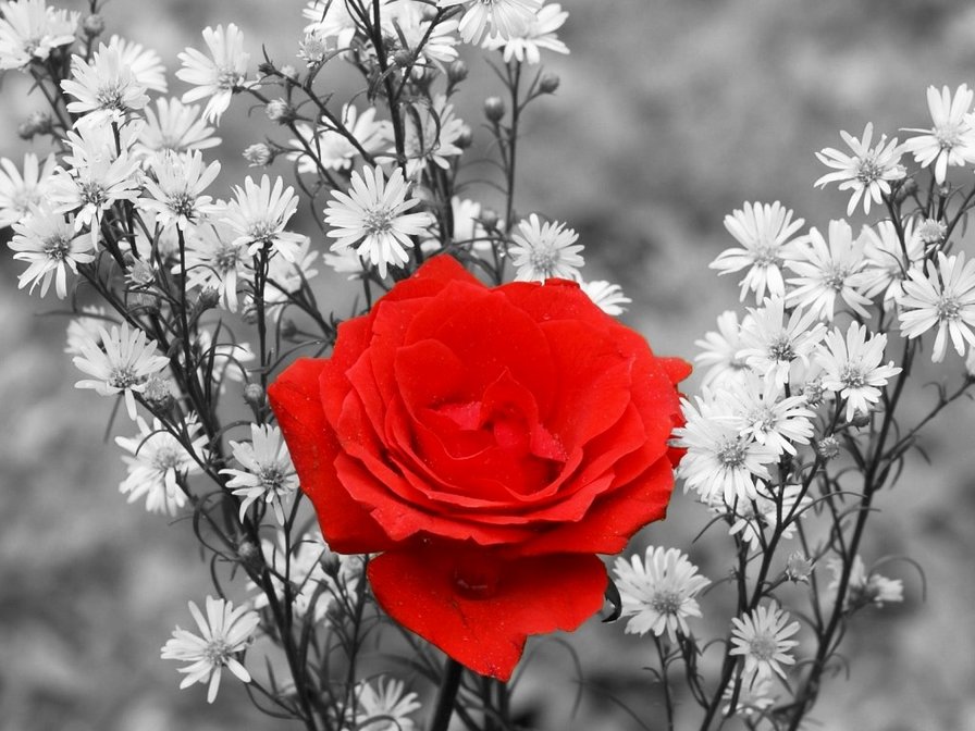 Красное и белое - роза - оригинал