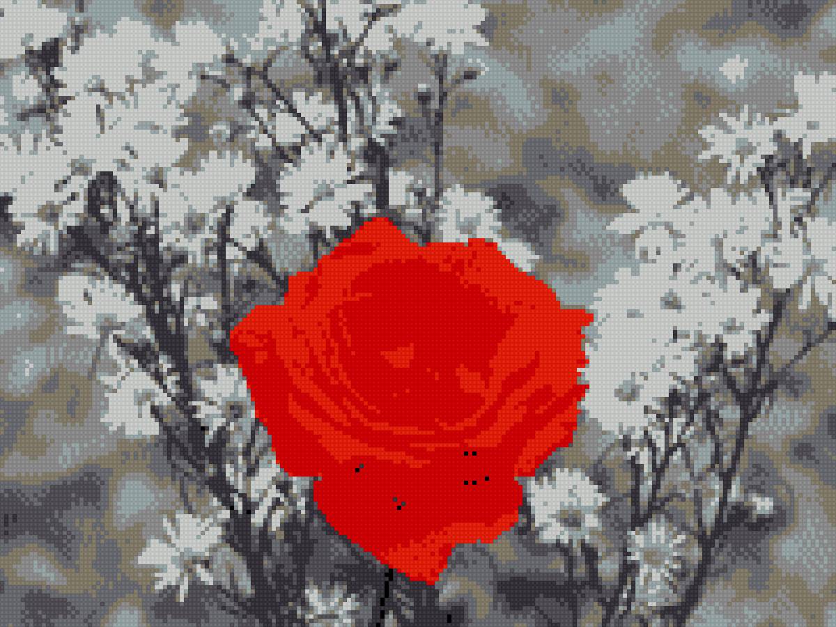 Красное и белое - роза - предпросмотр