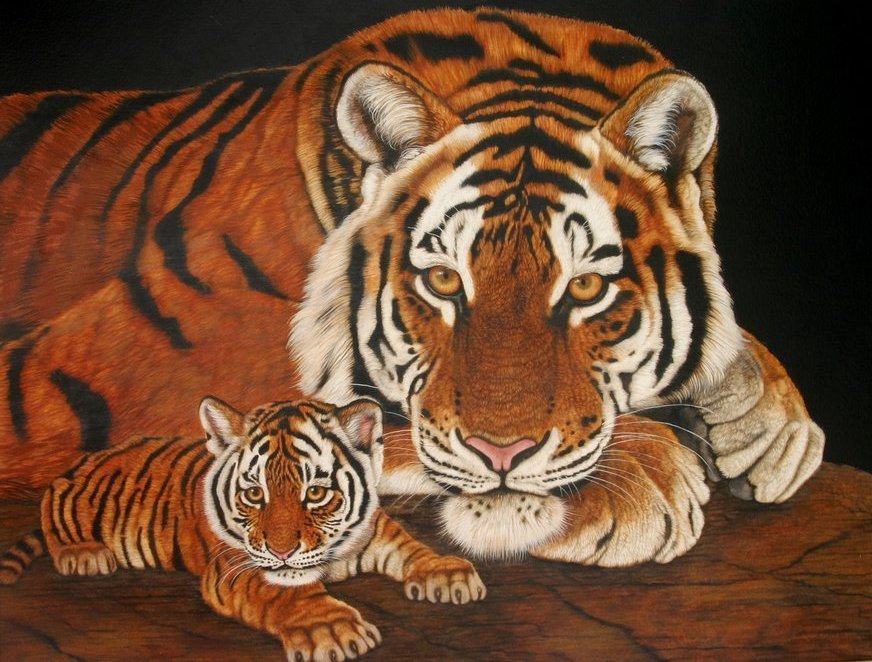животные - животные, тигр, хищники, тигры - оригинал