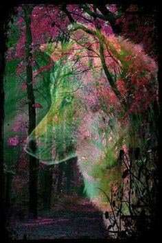 lobo - оригинал