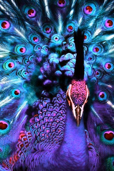 pavo real... - оригинал