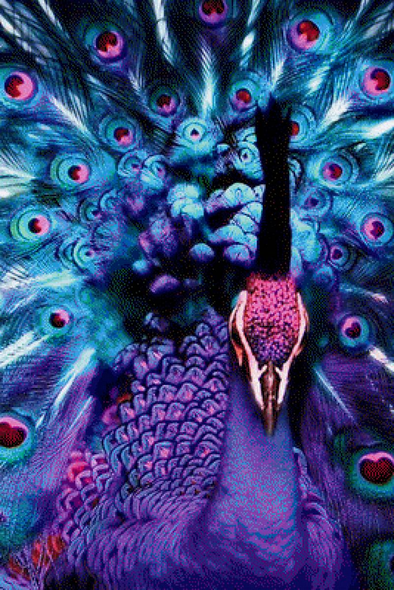 pavo real... - предпросмотр