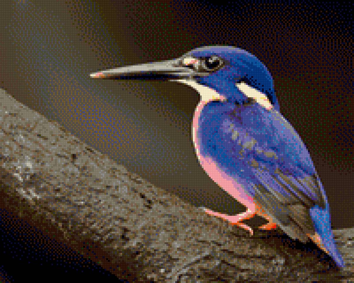 Зимородок - зимородок птица - предпросмотр