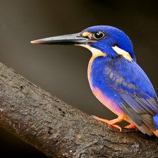 Схема вышивки «Зимородок»