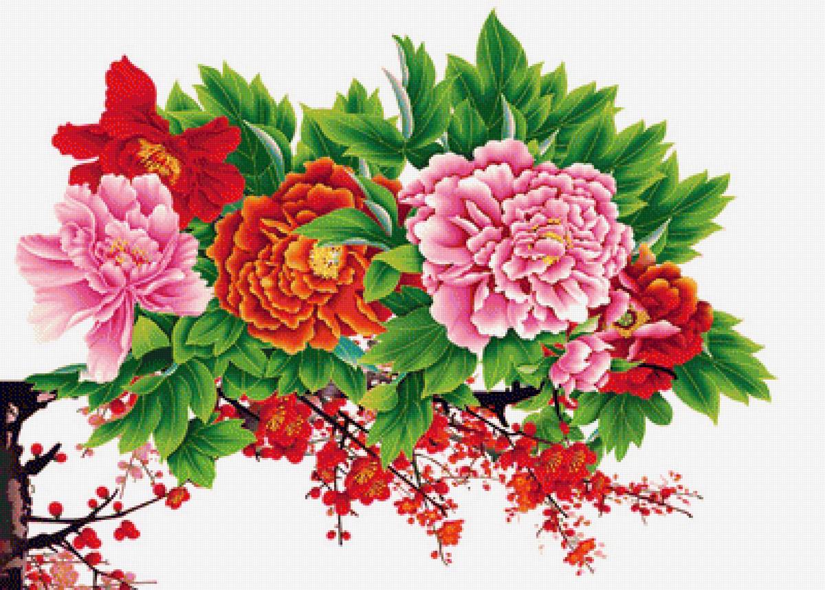 цветы - натюрморт, пионы, цветы - предпросмотр