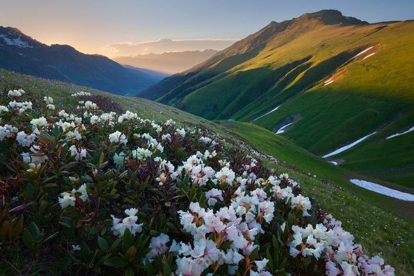 Цветение в горах - восход, горы, цветы - оригинал