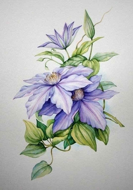 клематис - оригинал