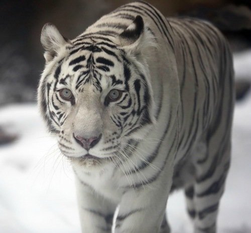 белый тигр - зима, тигр - оригинал