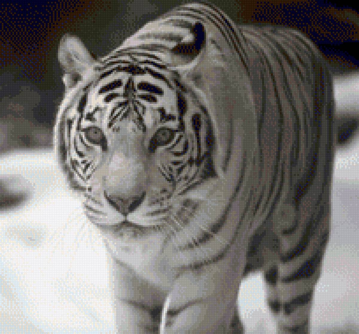 белый тигр - зима, тигр - предпросмотр