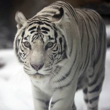 Оригинал схемы вышивки «белый тигр» (№1351467)